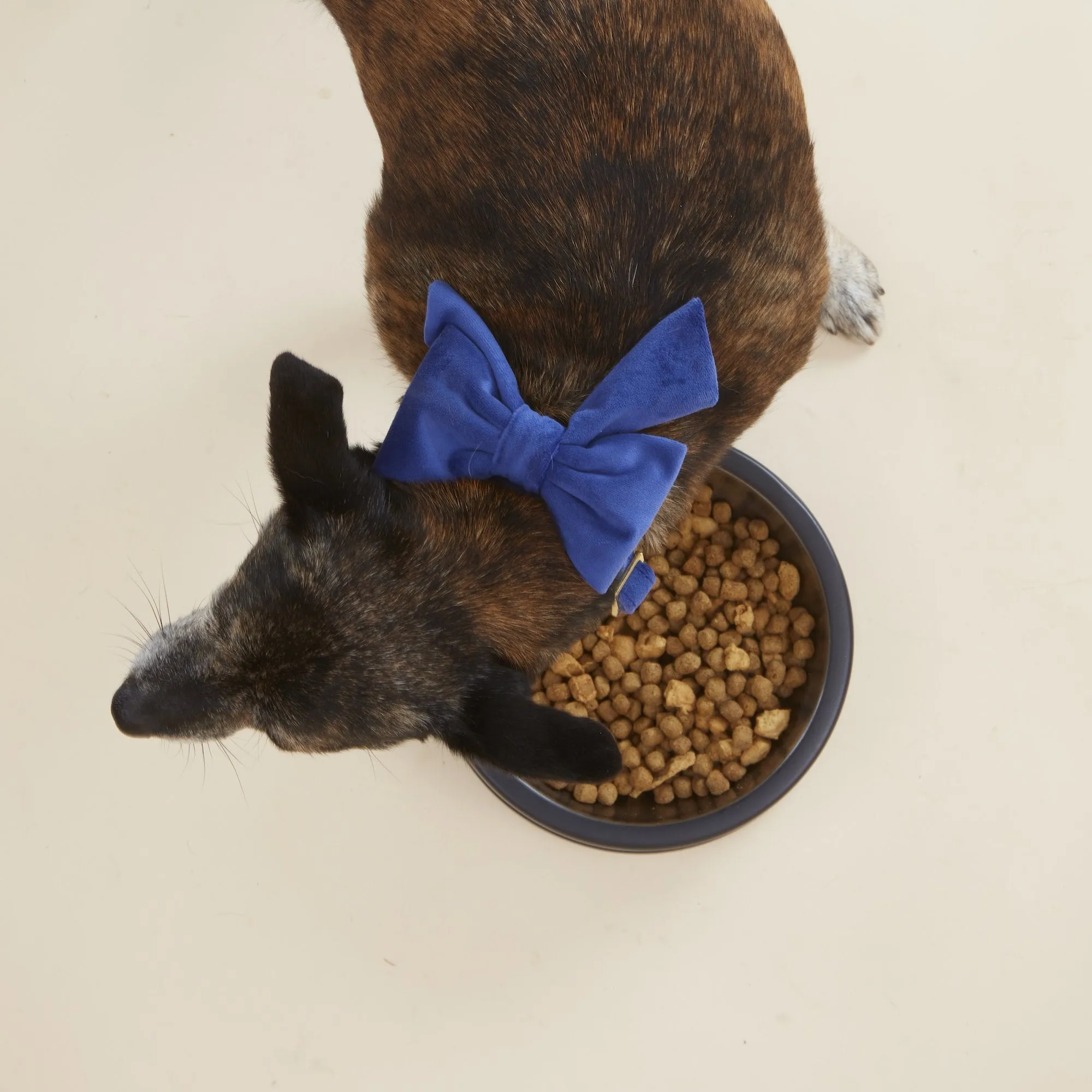 Navy Velvet Lady Bow Collar