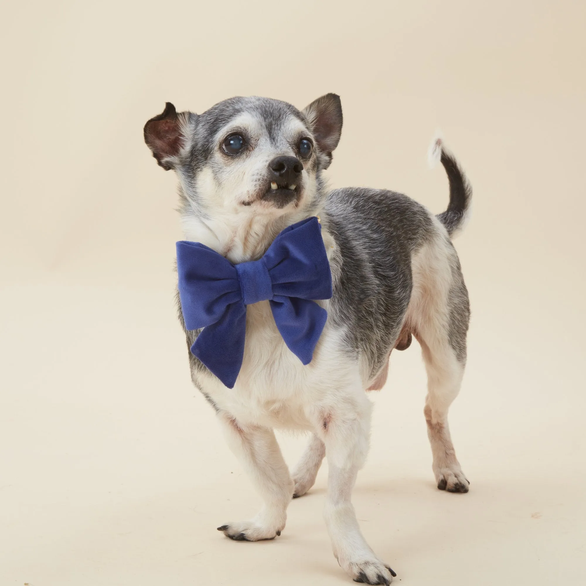 Navy Velvet Lady Bow Collar