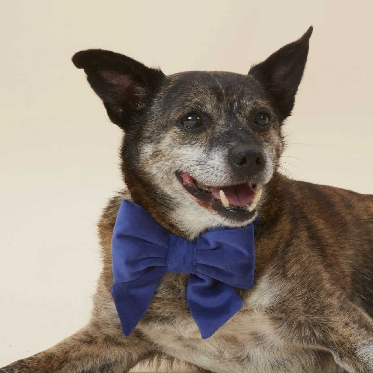 Navy Velvet Lady Bow Collar